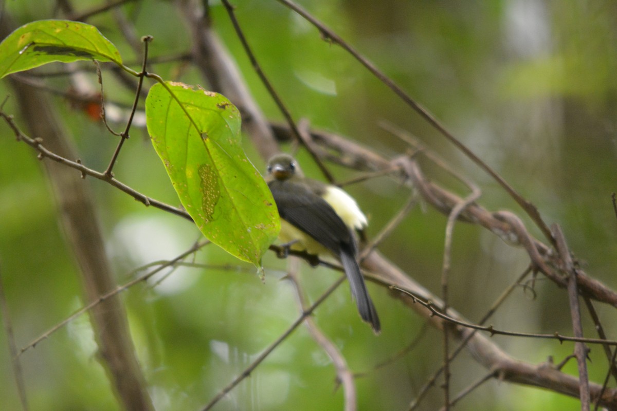 Black-tailed Flycatcher - ML643576478