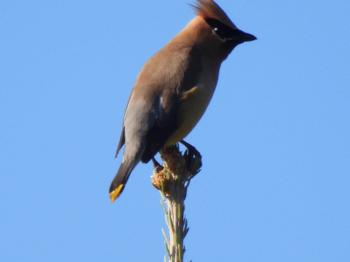 Cedar Waxwing - ML643576481