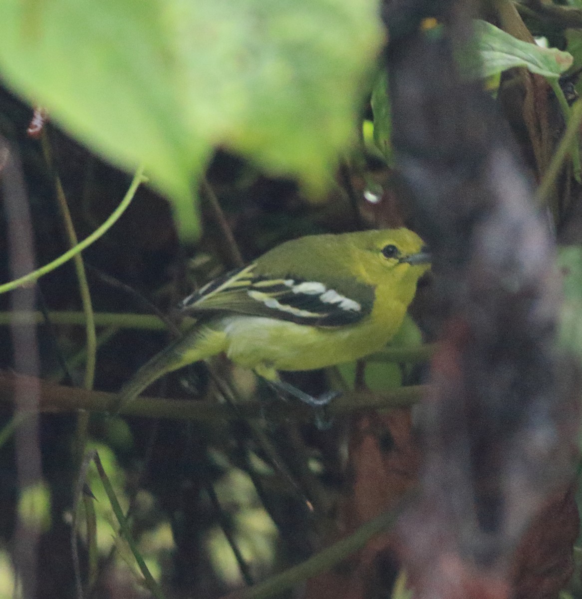 Common Iora - ML643576482