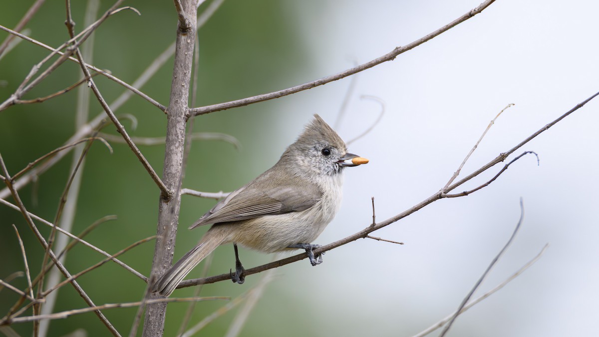Oak Titmouse - ML643576486