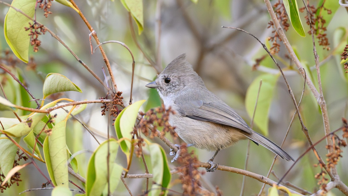 Oak Titmouse - ML643576487
