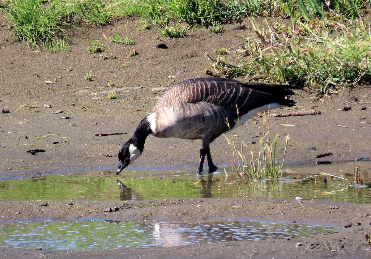 Cackling Goose (Aleutian) - ML643576494