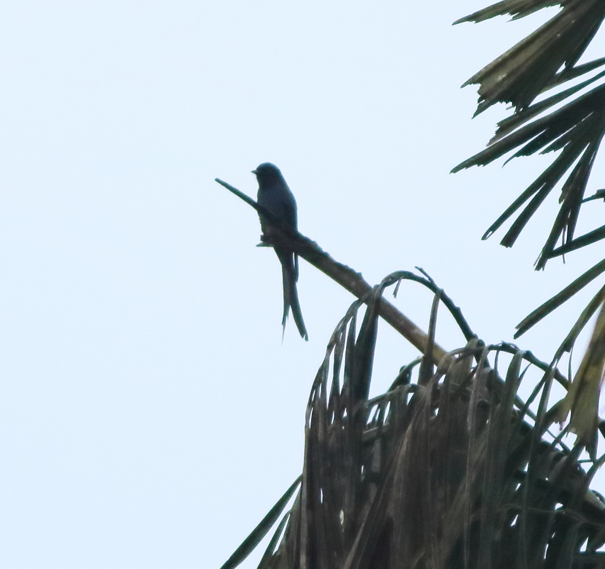 Kara Drongo - ML643576495