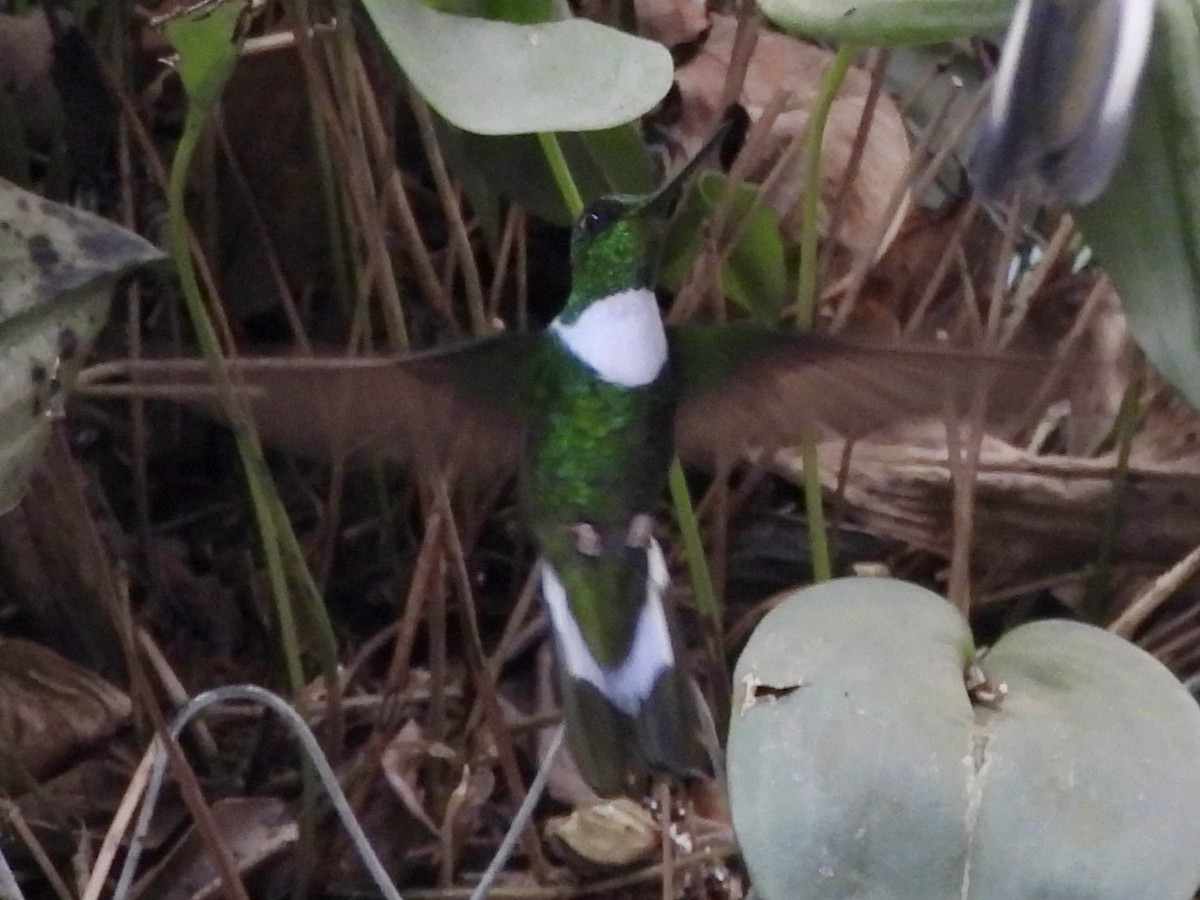 Green Inca - ML643576496