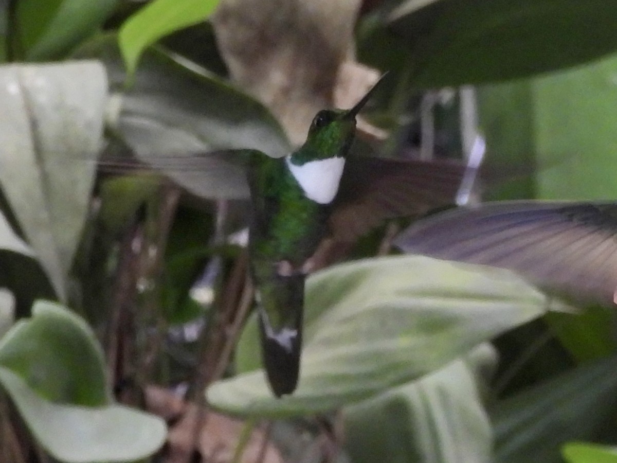 Green Inca - ML643576497