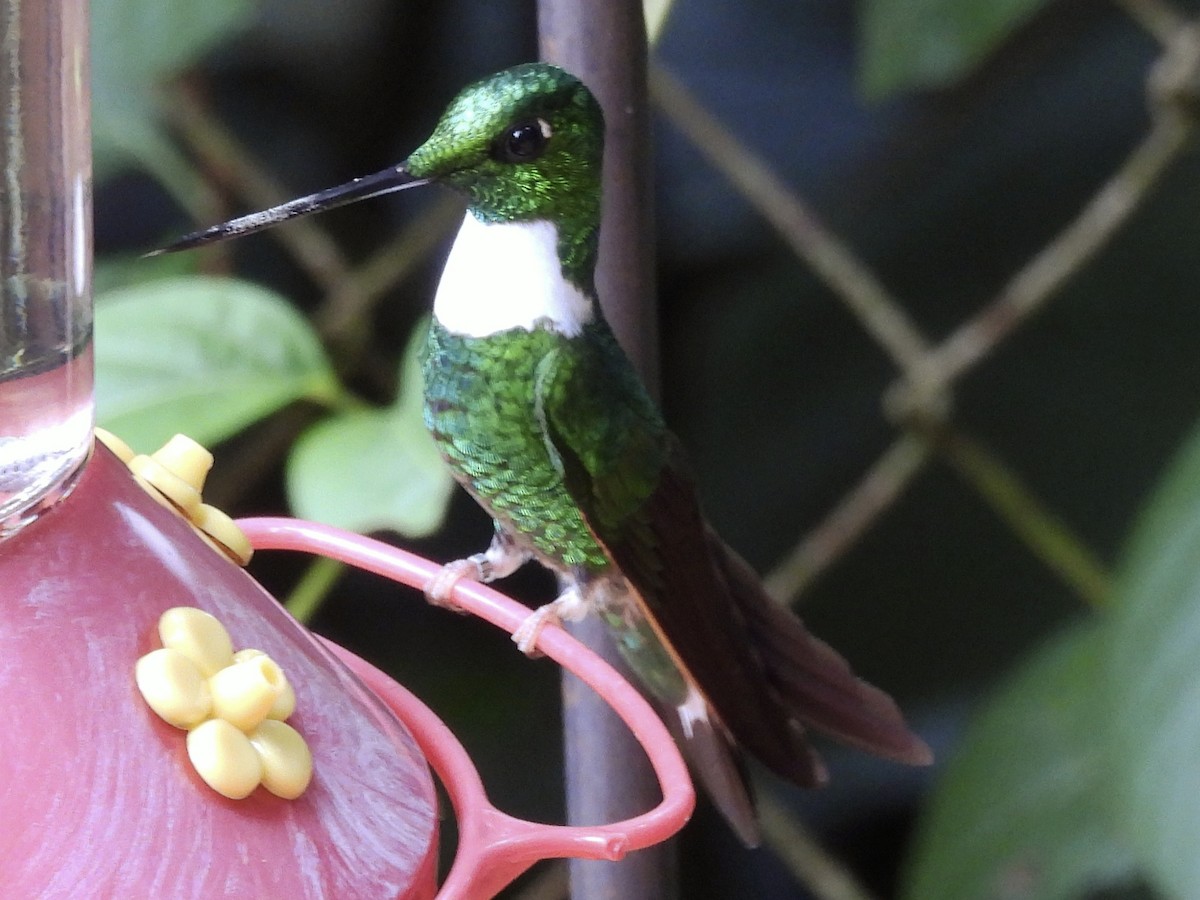 Green Inca - ML643576498