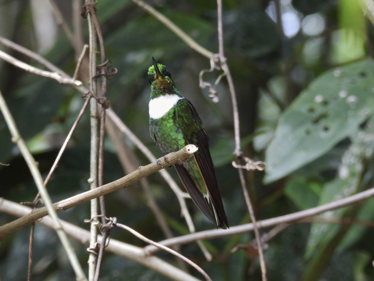 Green Inca - ML643576499