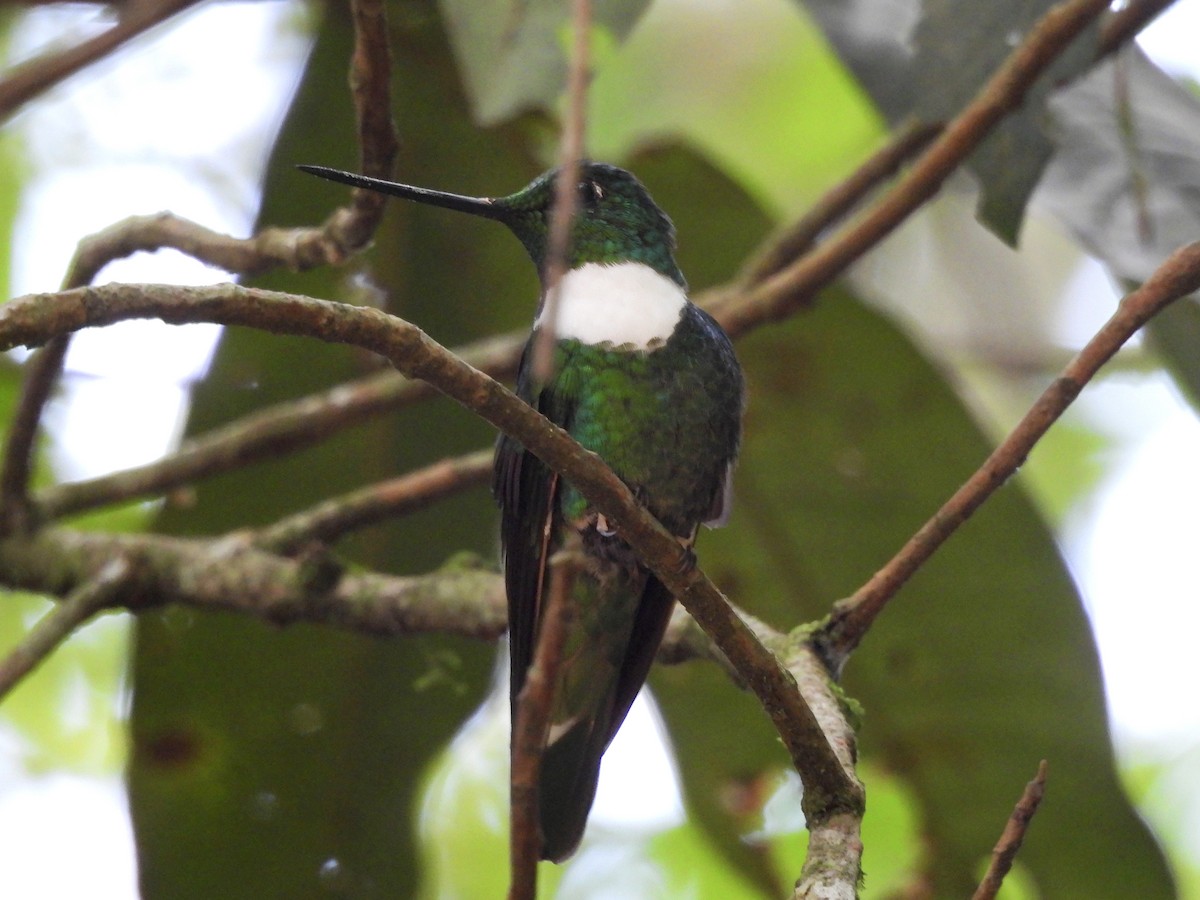 Green Inca - ML643576500