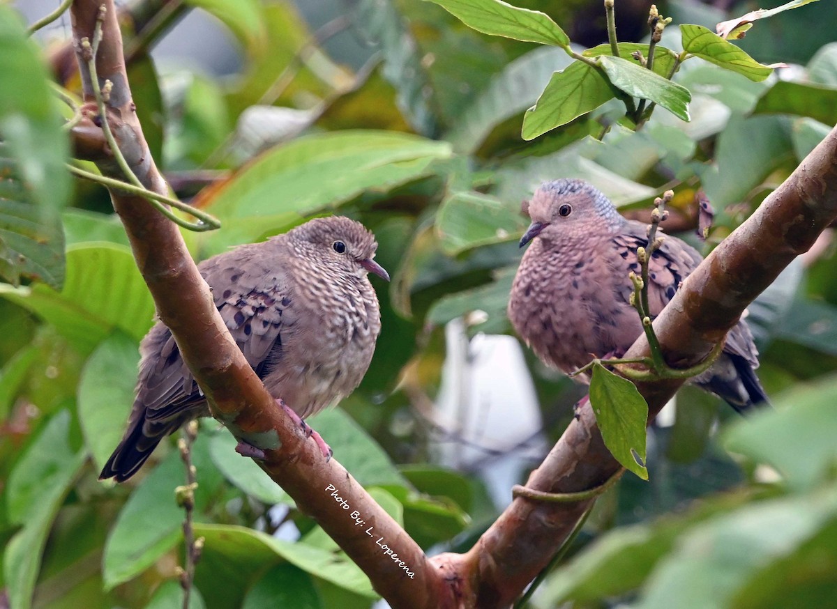 Common Ground Dove - ML643576511