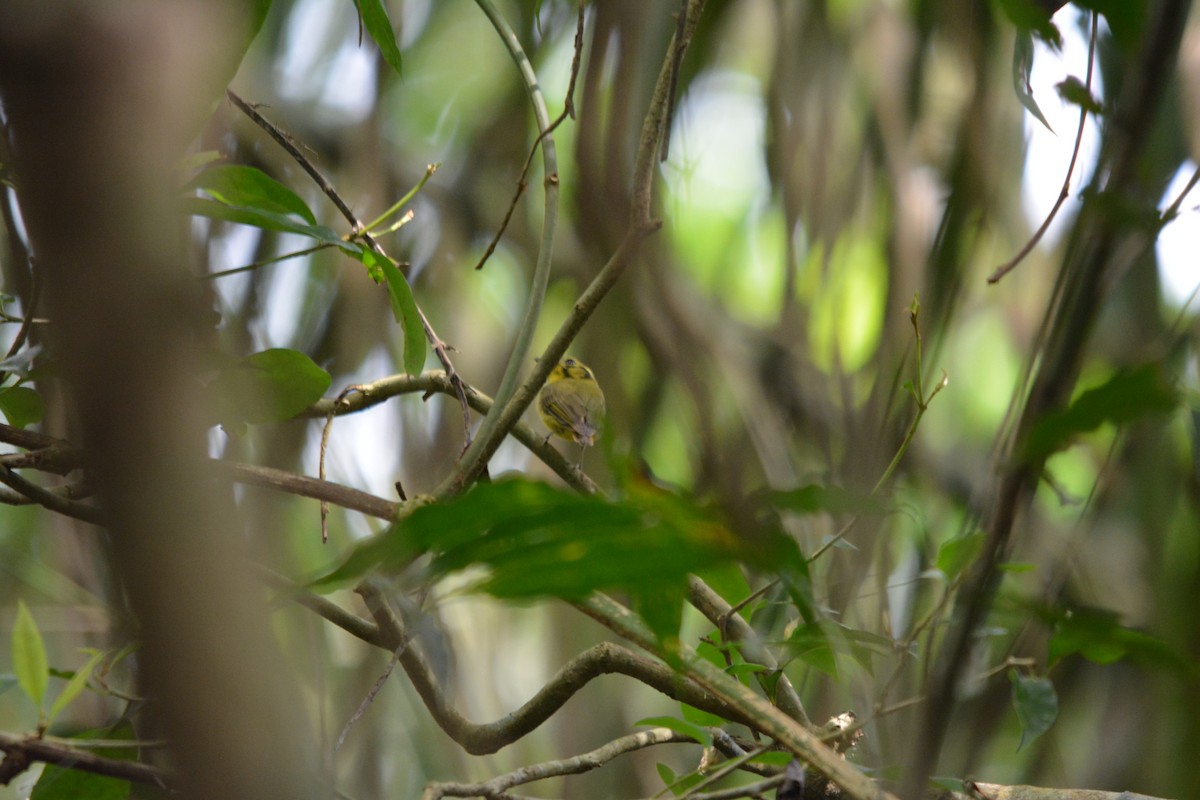 Golden-crowned Spadebill - ML643576516