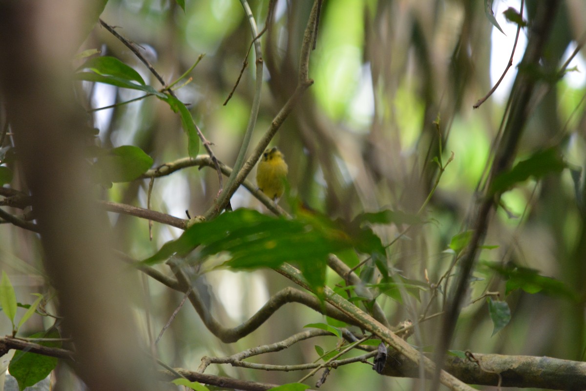 Golden-crowned Spadebill - ML643576517