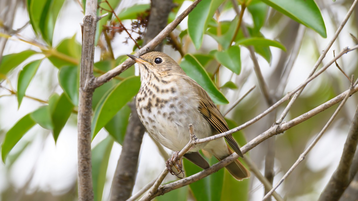 Hermit Thrush - ML643576520