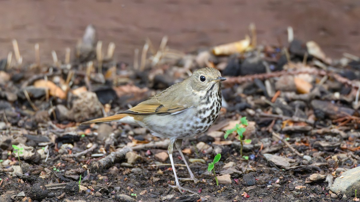 Hermit Thrush - ML643576521