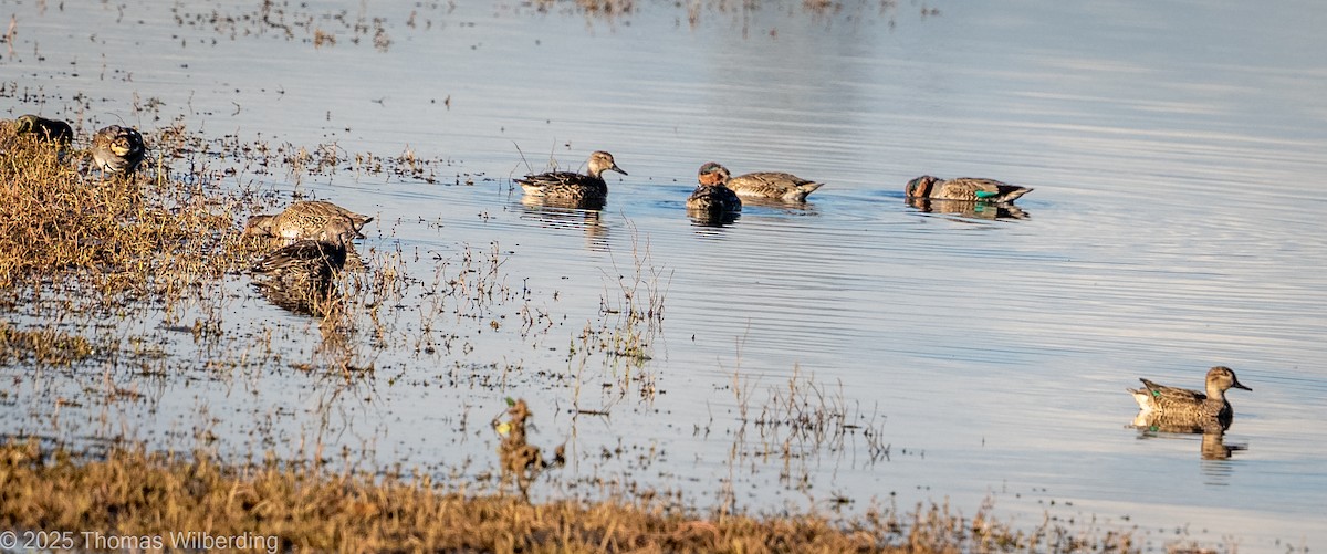 Green-winged Teal - ML643576529