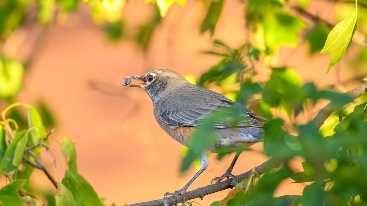 American Robin - ML643576539