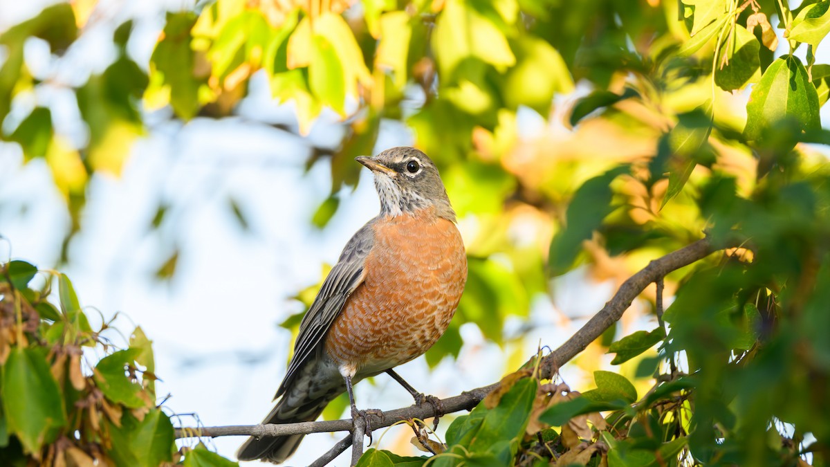 American Robin - ML643576540