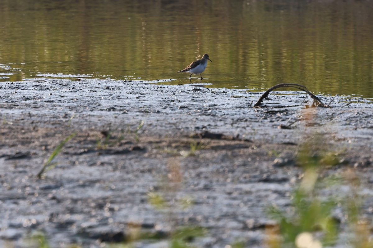 Solitary Sandpiper - ML643576543