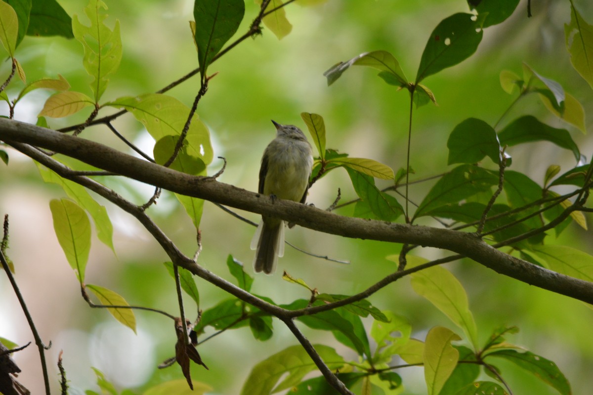 Greenish Elaenia - ML643576544