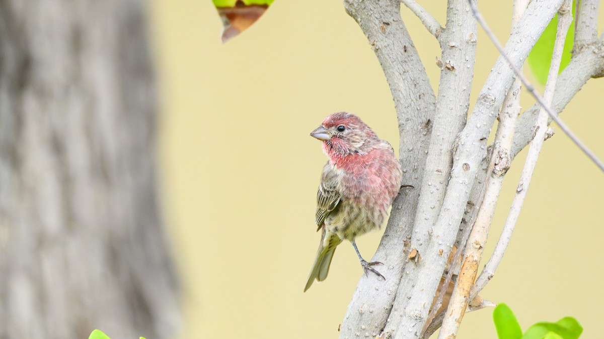 House Finch - ML643576552