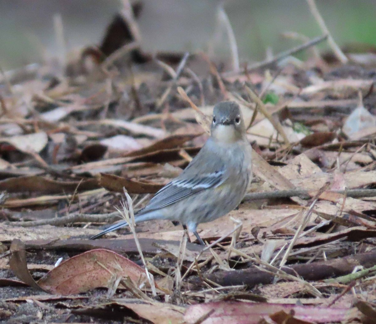 Yellow-rumped Warbler (Audubon's) - ML643576553