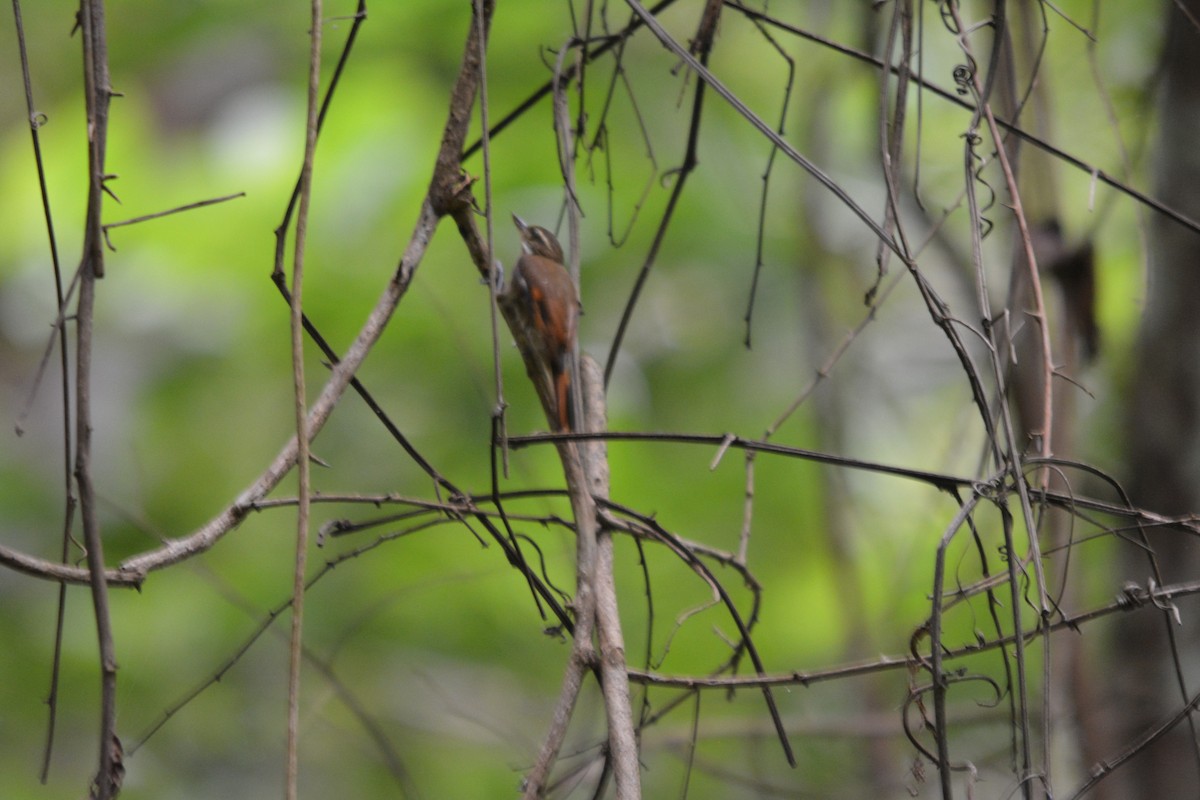 Northern Plain-Xenops - ML643576556