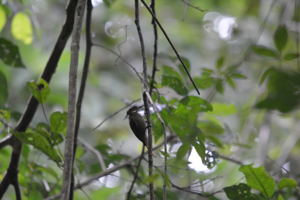 Northern Plain-Xenops - ML643576557