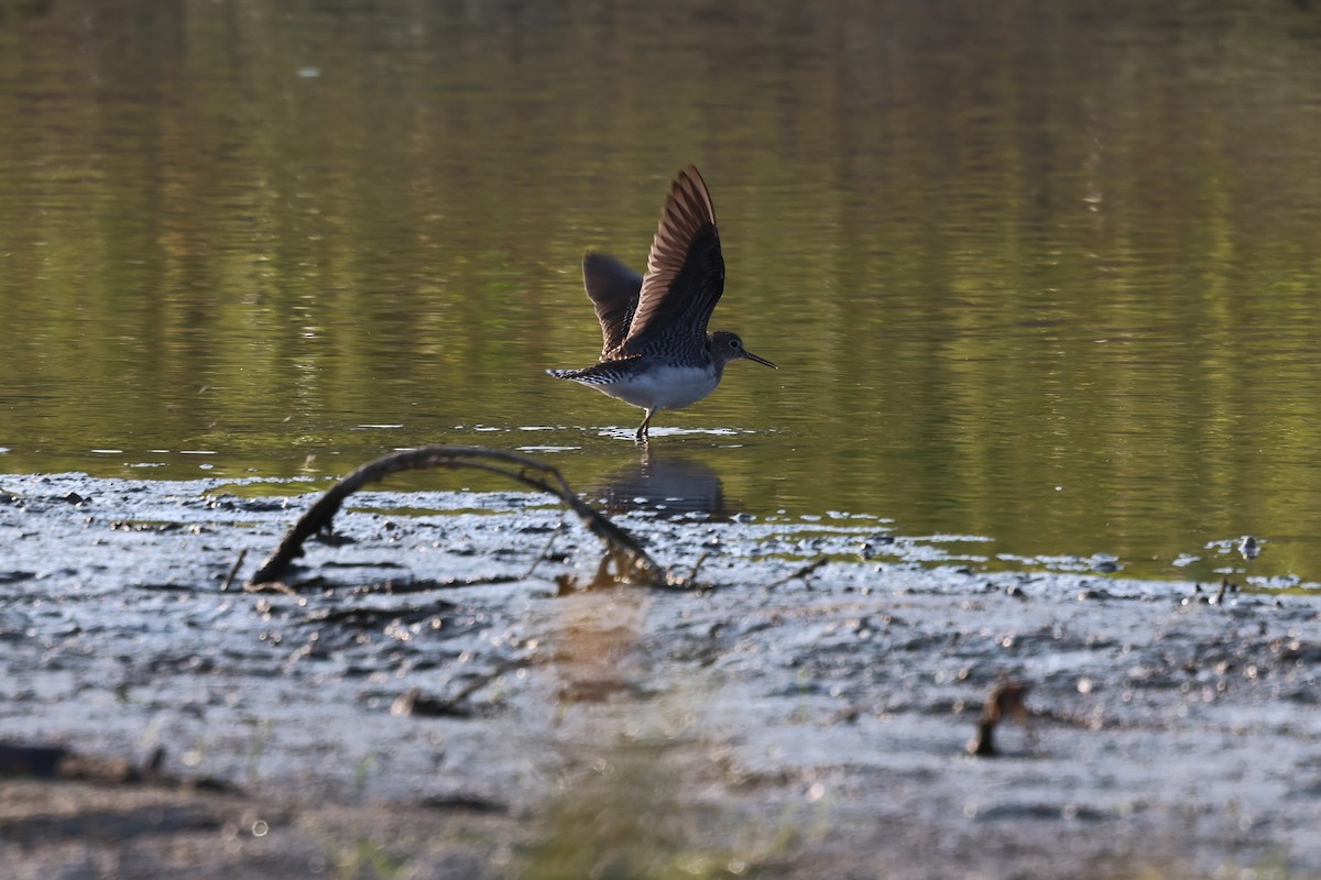 Solitary Sandpiper - ML643576558