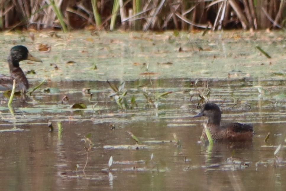 Canard d'Amérique - ML643576559