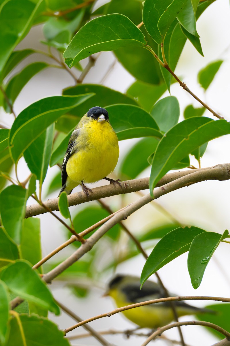 Lesser Goldfinch - ML643576561