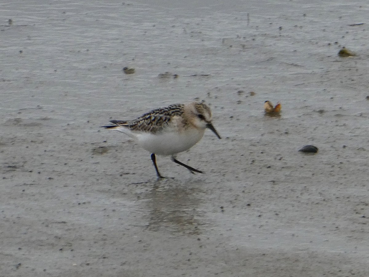 Sanderling - ML643576563