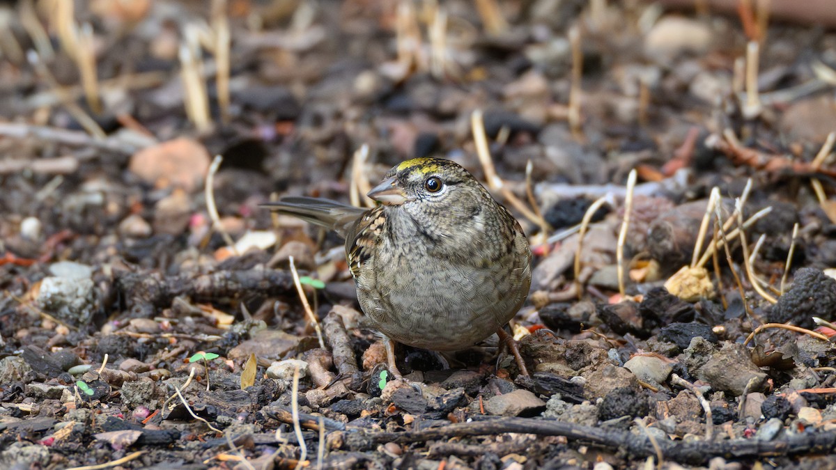 Golden-crowned Sparrow - ML643576566