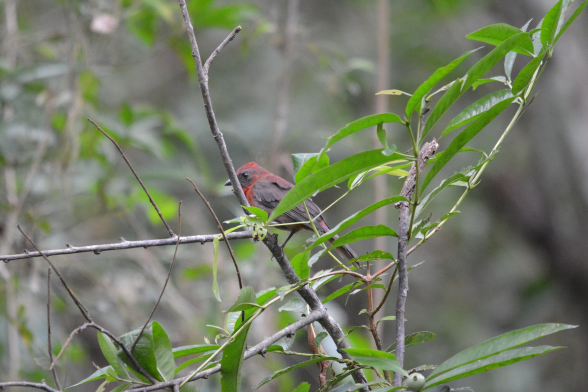 Red-throated Ant-Tanager - ML643576567