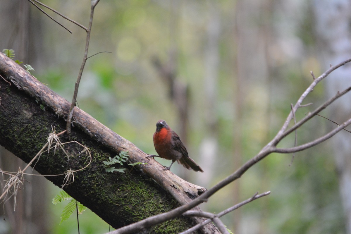 Red-throated Ant-Tanager - ML643576568