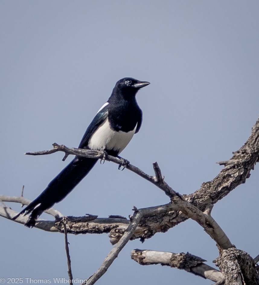 Black-billed Magpie - ML643576569