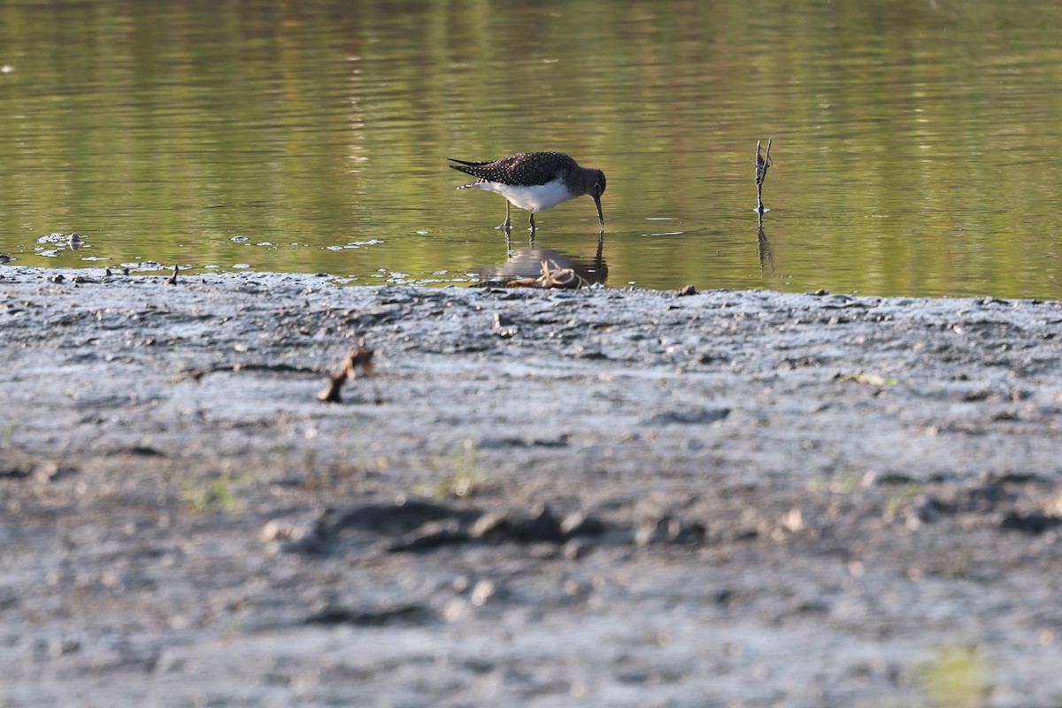 Solitary Sandpiper - ML643576572