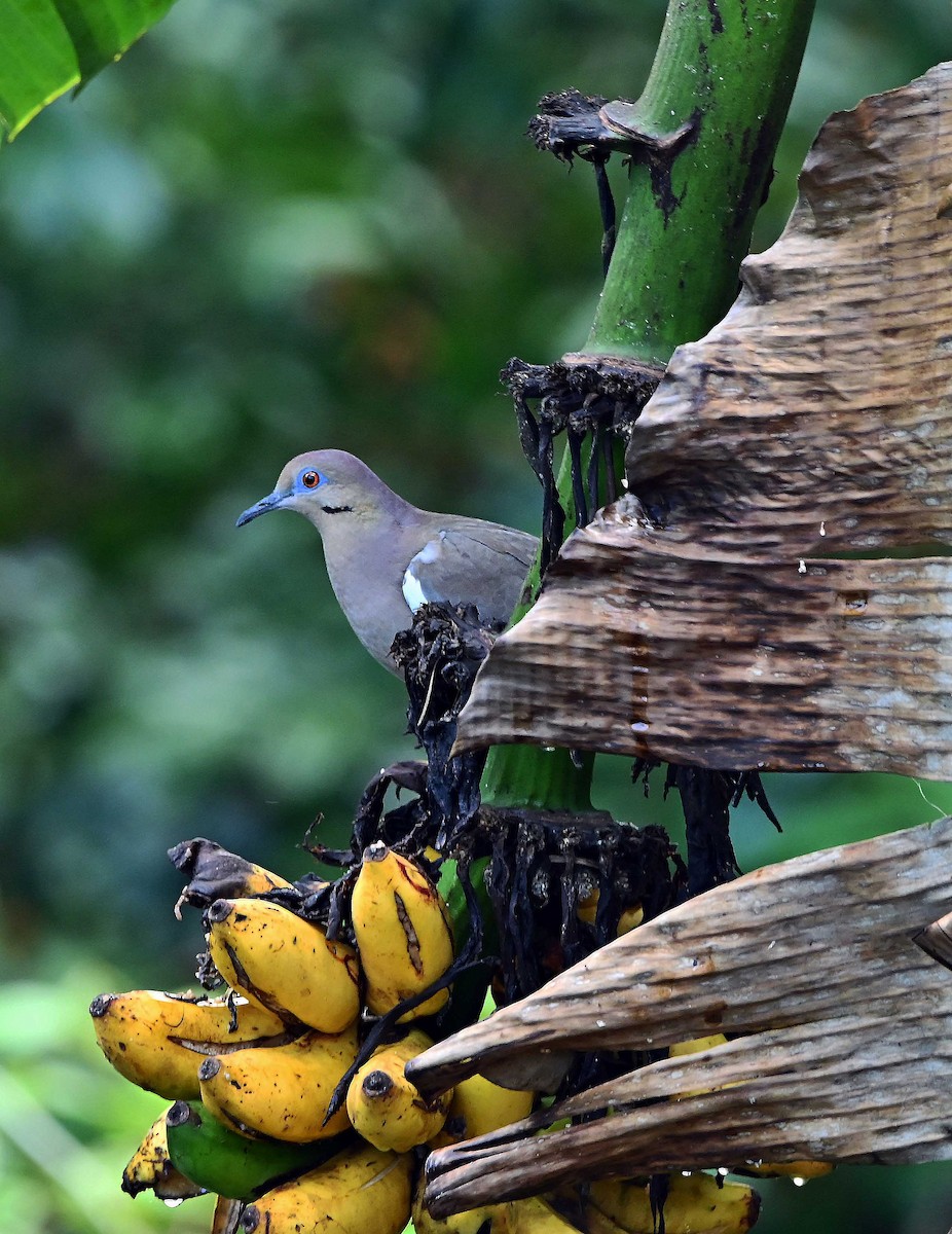 White-winged Dove - ML643576573