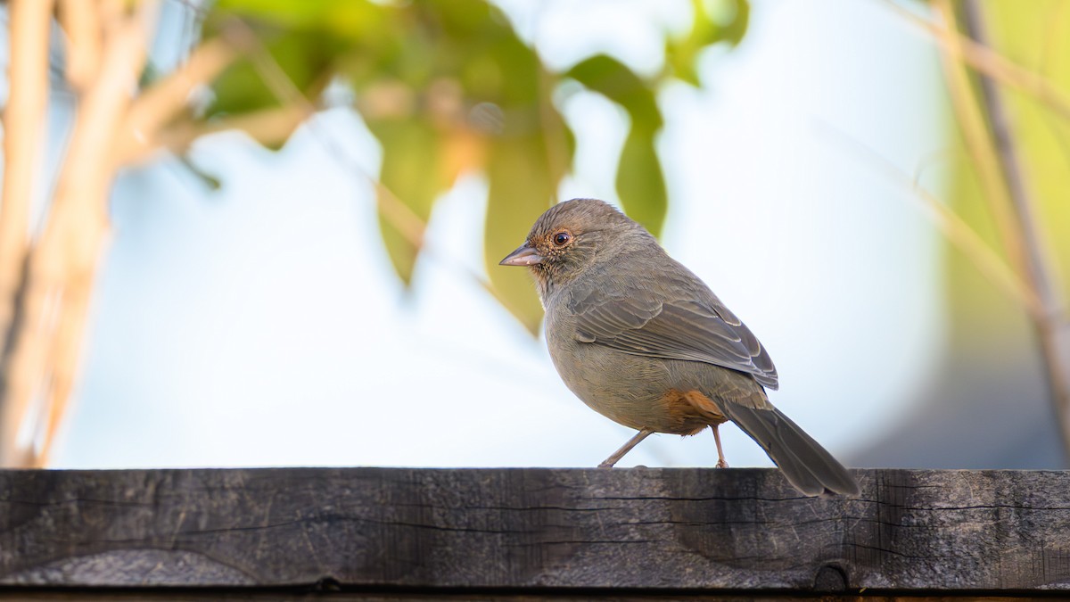 California Towhee - ML643576574