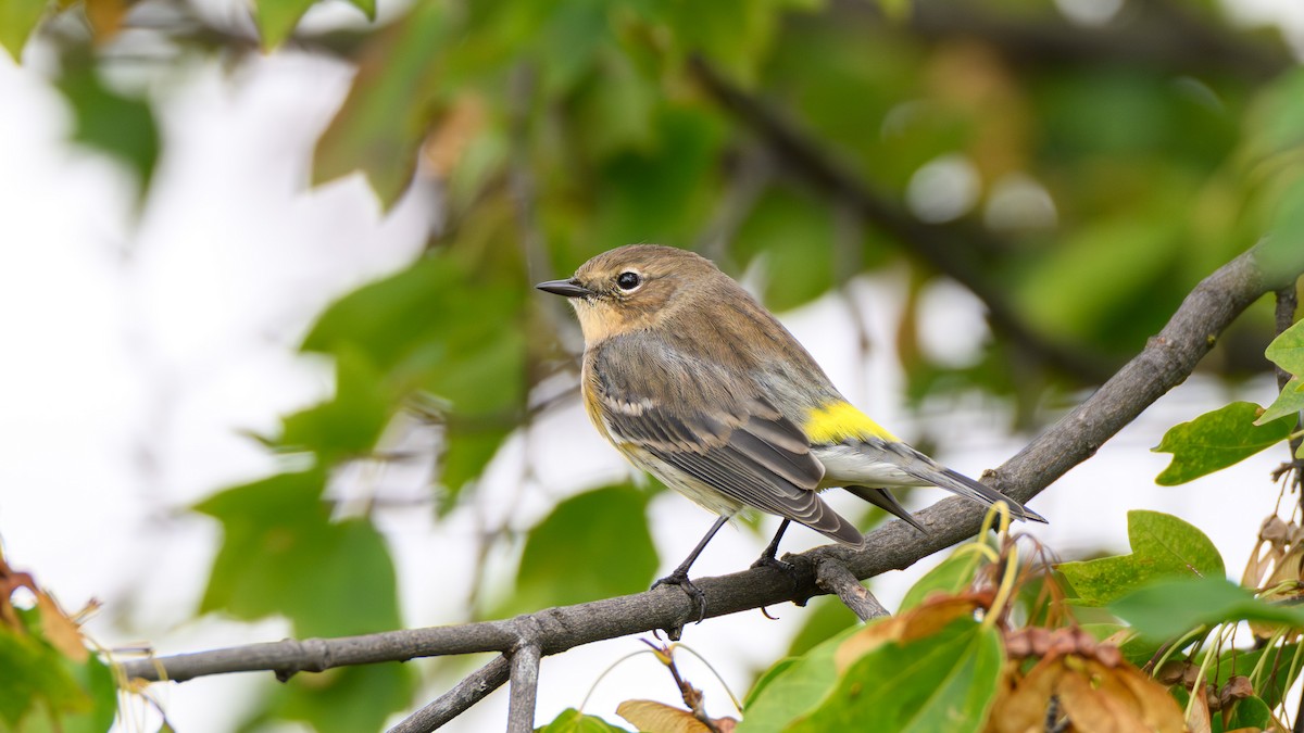 Yellow-rumped Warbler - ML643576584