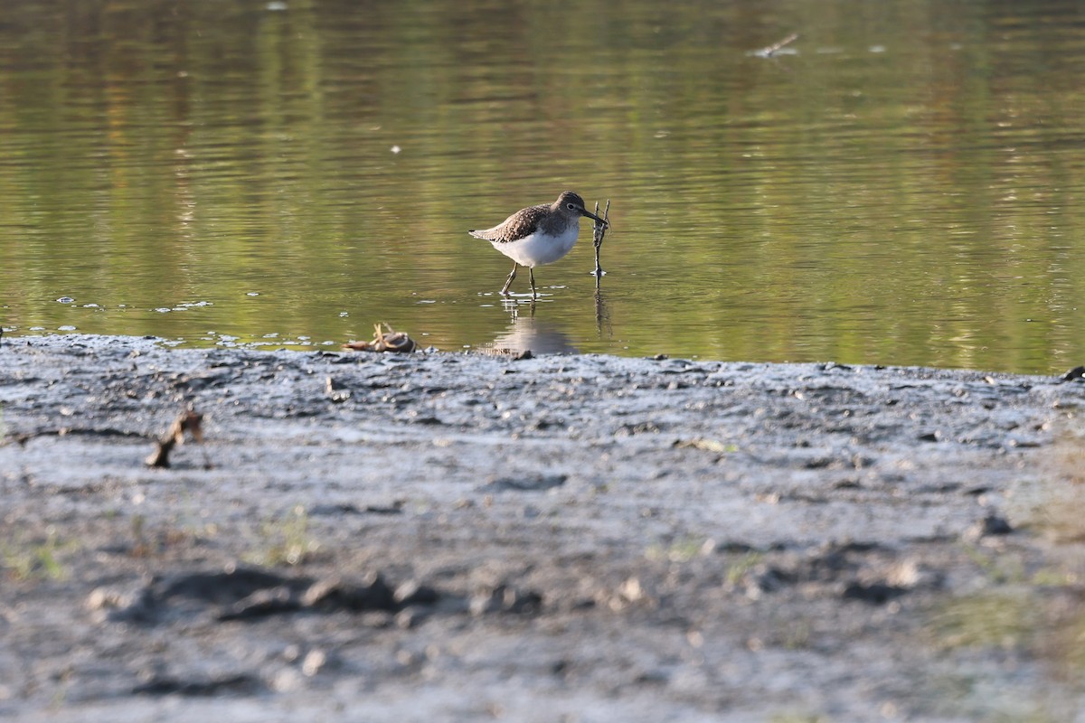 Solitary Sandpiper - ML643576585