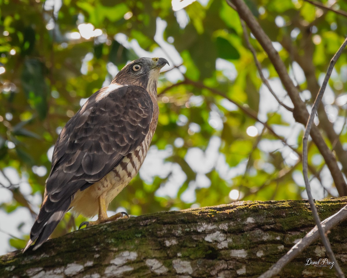 Broad-winged Hawk - ML643576595