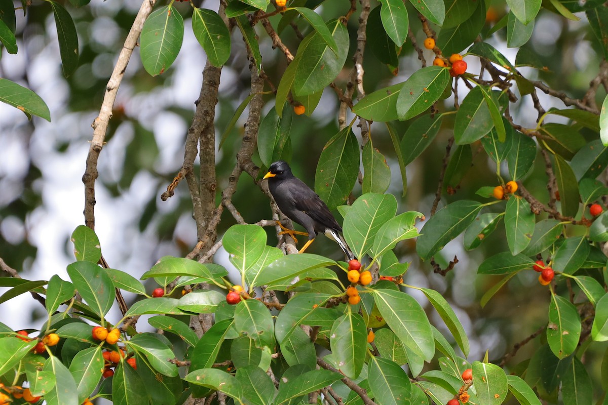 Great Myna - ML643576596