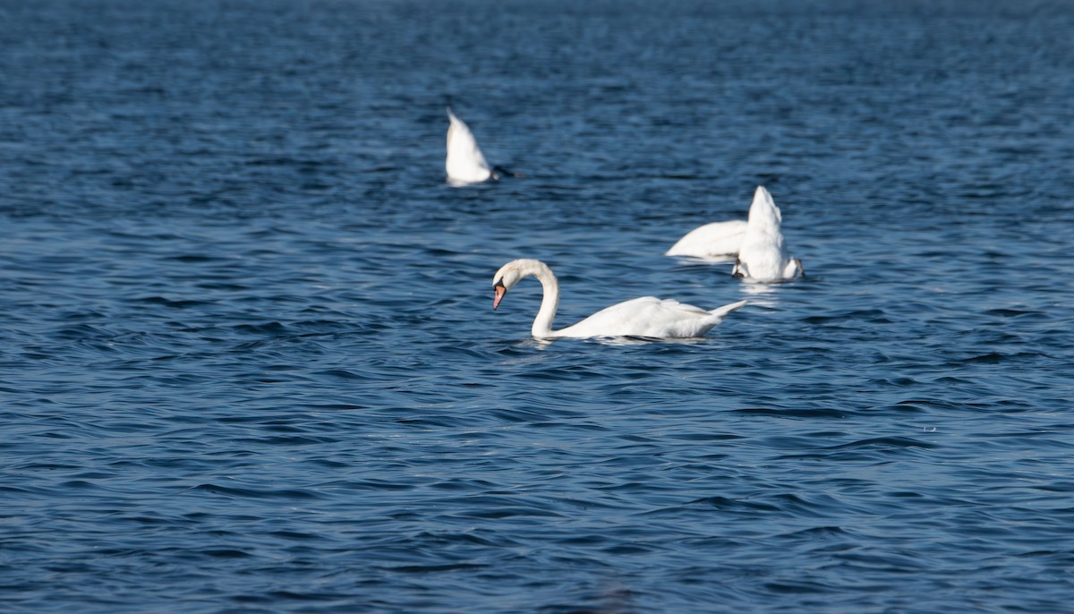 Höckerschwan - ML643576599