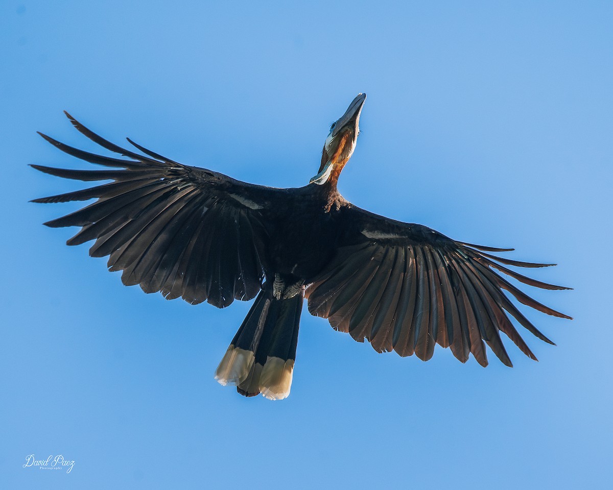 クロコブサイチョウ - ML643576600