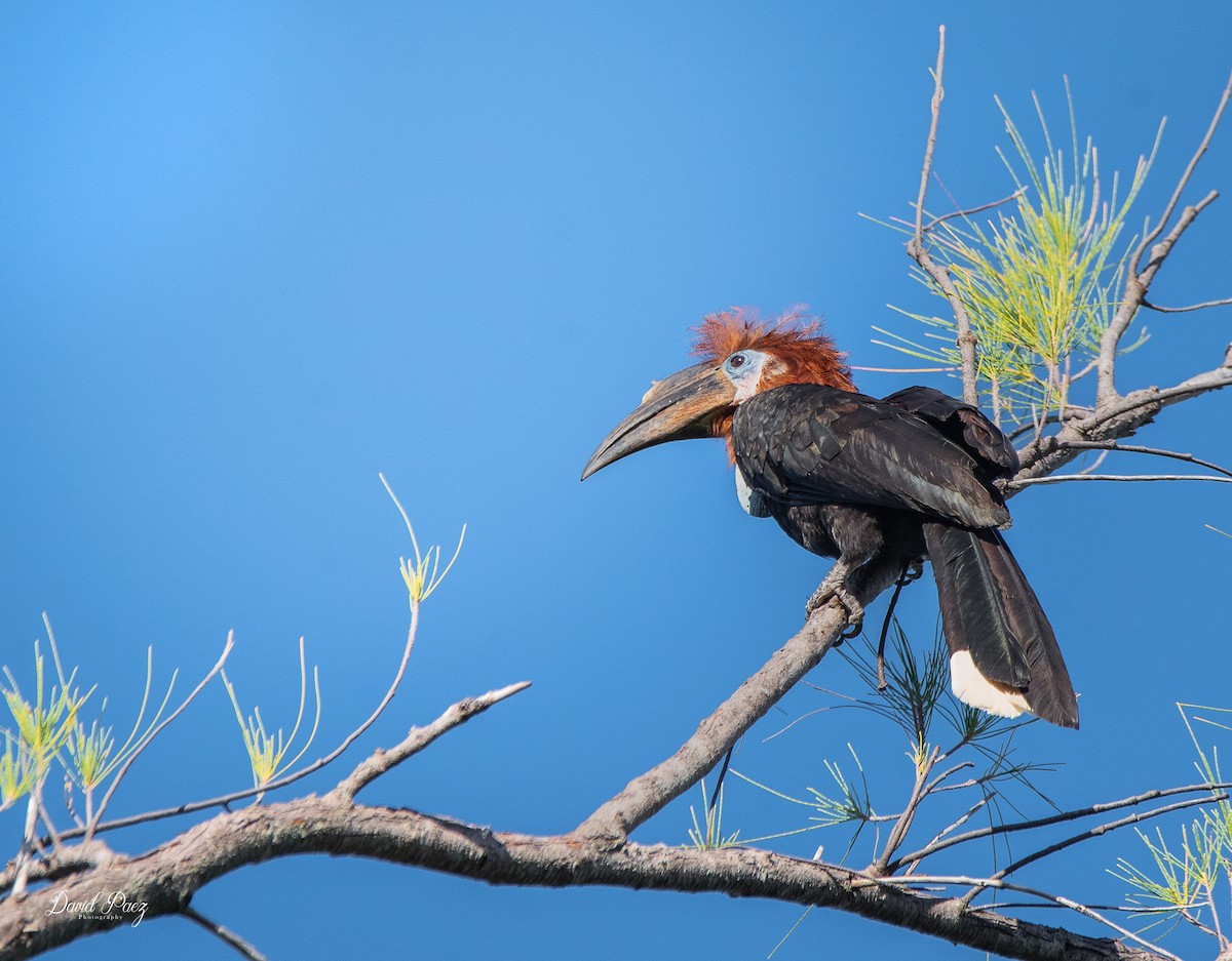 クロコブサイチョウ - ML643576604