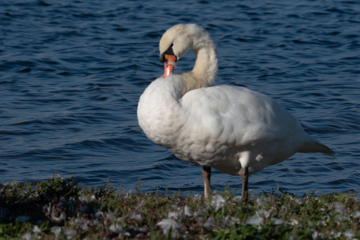 Höckerschwan - ML643576612