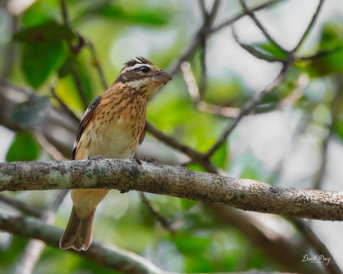 Rose-breasted Grosbeak - ML643576633