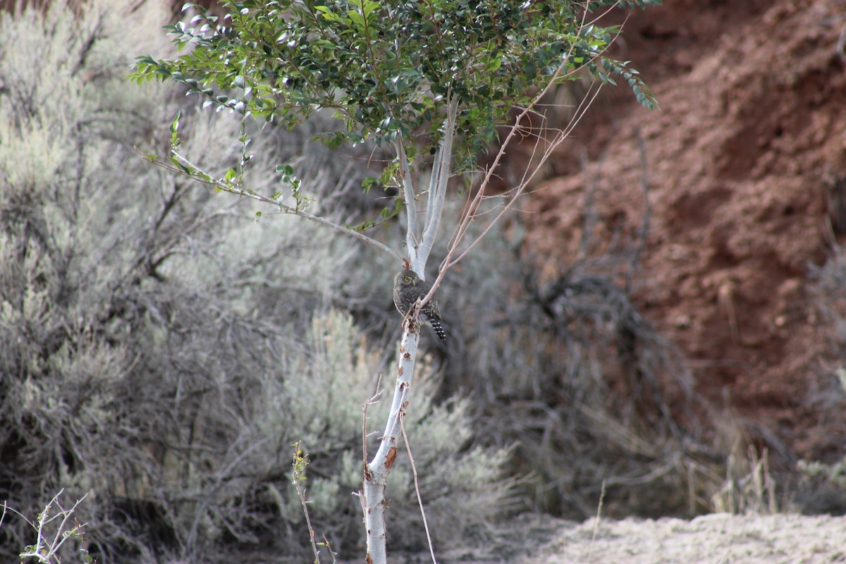 Northern Pygmy-Owl - ML643576637