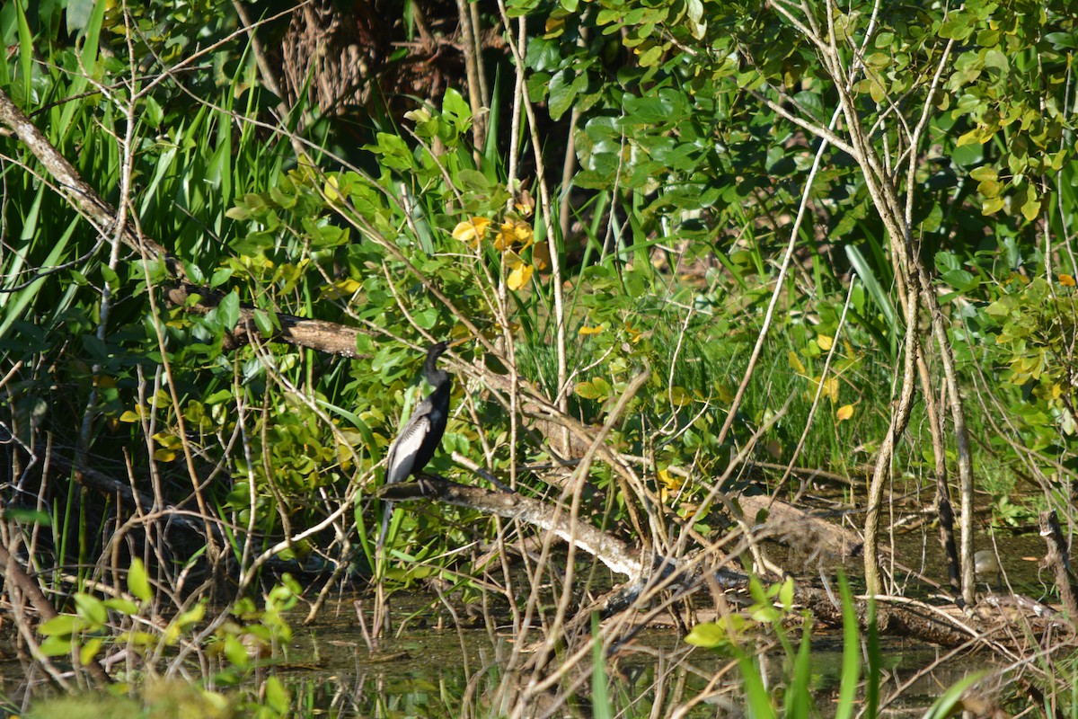 Anhinga - ML643576654