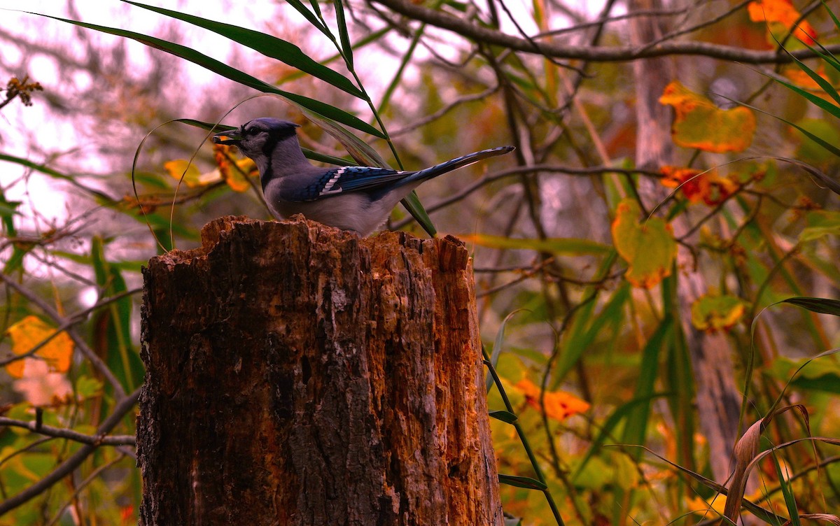 Blue Jay - ML643576664