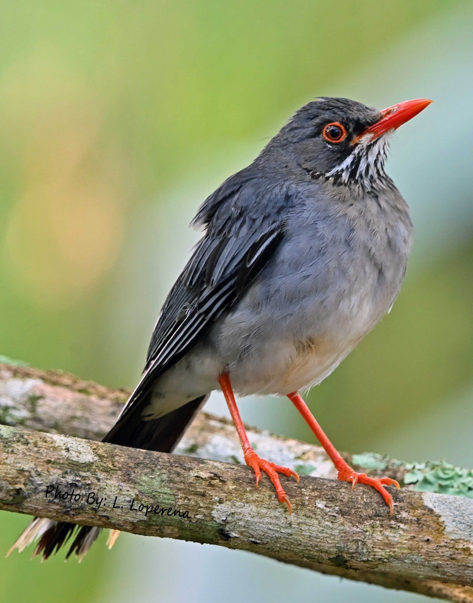 Western Red-legged Thrush - ML643576668